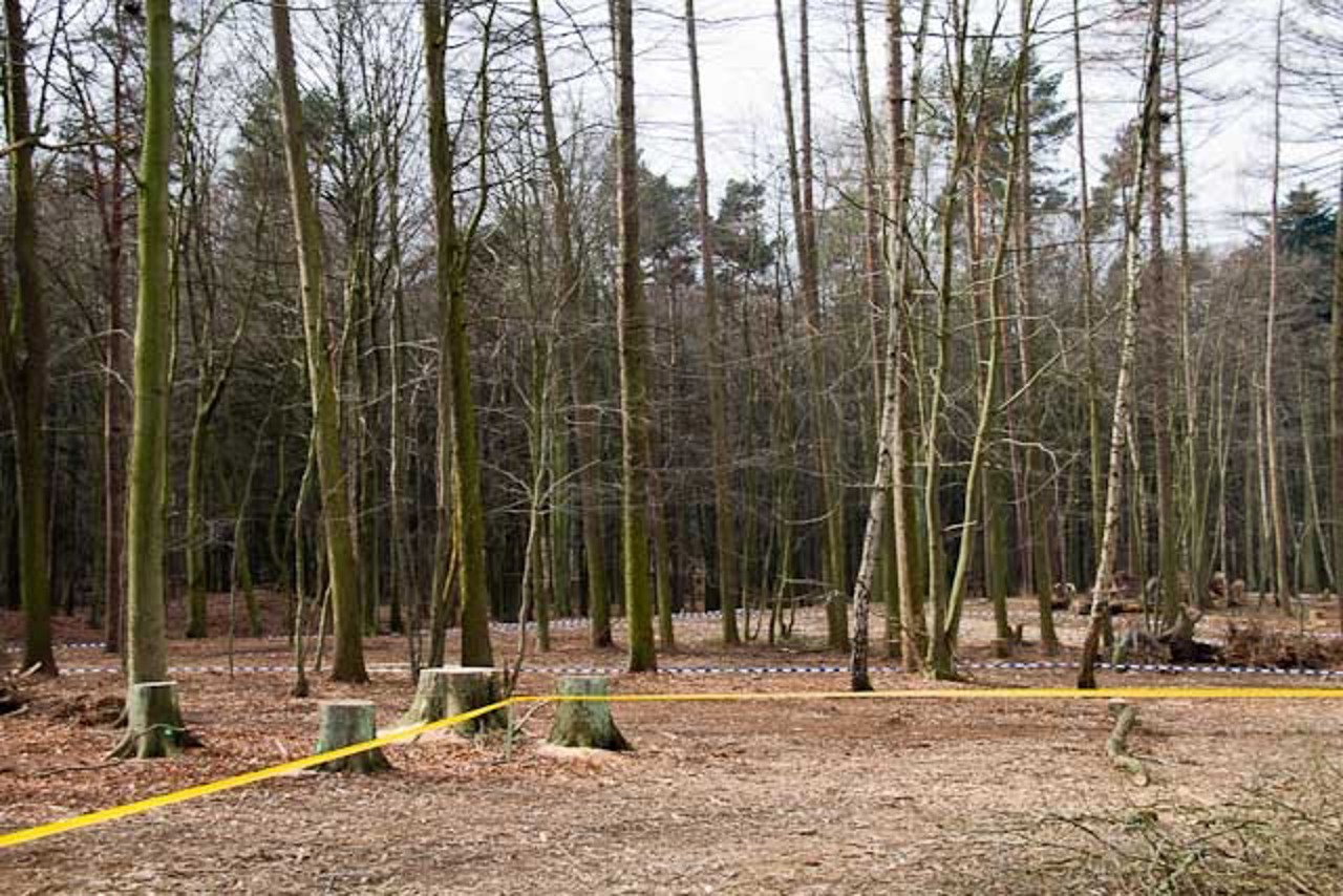 Auf dem Gelände der zukünftigen Affengehege wurde der Barnstorfer Wald ausgelichtet