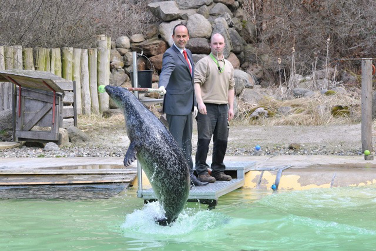 Seehund, Zoo Rostock