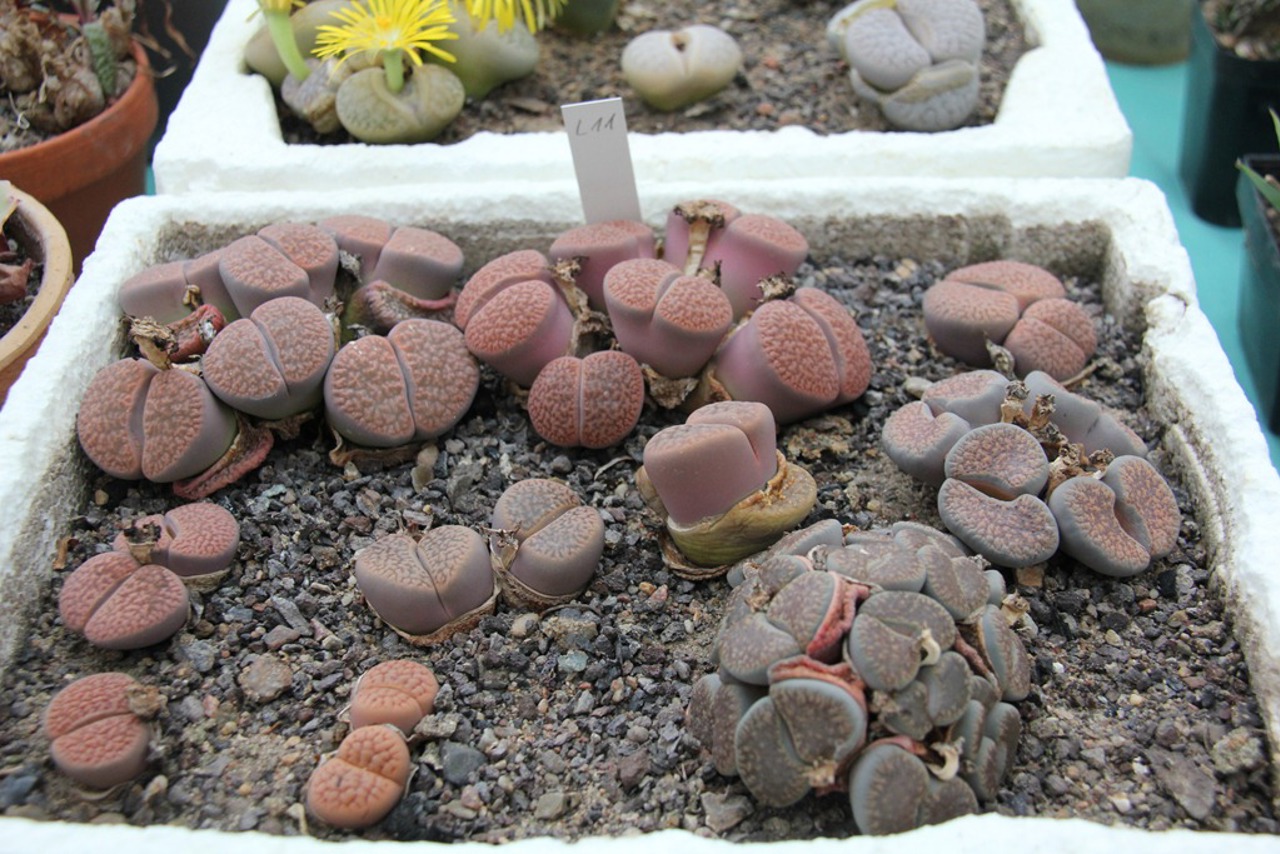 "Lebende Steine" aus Afrika gehören zu den interessantesten Bewohnern des Gewächshauses