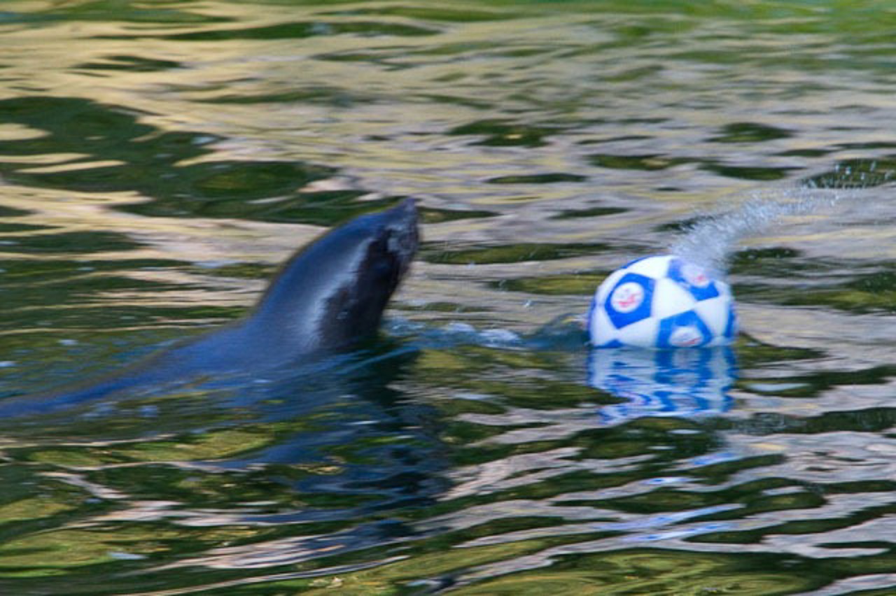 Seebär im Ballbesitz