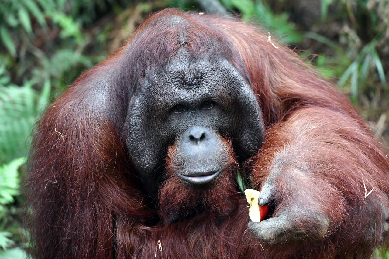 Aus dem jungenhaften Sabas ist ein Orang-Utan-Mann geworden. Sabas ist ein waschechter Rostocker und der Sohn von Sunda und Ejde. Nesthäkchen Surya ist seine Schwester. Nun wird er selbst Vater. (Foto: Joachim Kloock)