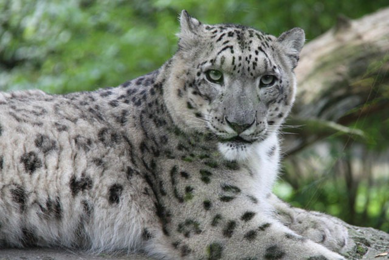 Schneeleopard im Zoo Rostock