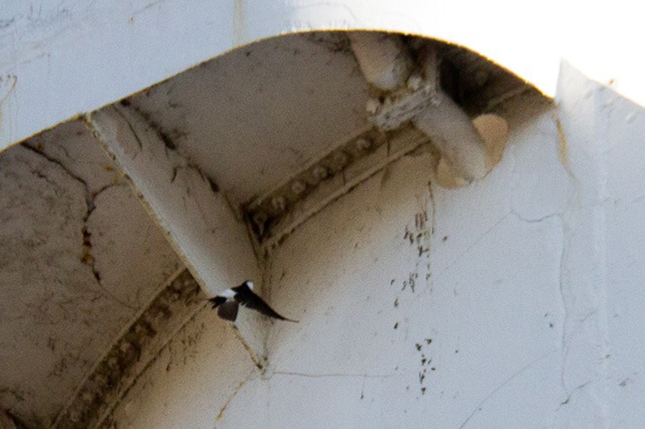 Mehlschwalbe beim Ausflug aus ihrem Nest auf der Georg Büchner