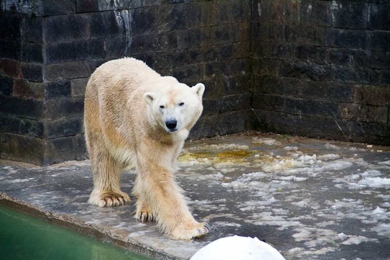Fiete ist der jüngste Nachwuchs für Lars (Foto) und Vilma. 2012 kam im Zoo Wuppertal ihre gemeinsame Tochter Anori zur Welt. Der berühmte Eisbär Knut († 2011) ist ebenfalls ein Sohn von Lars und somit Fietes Halbbruder.