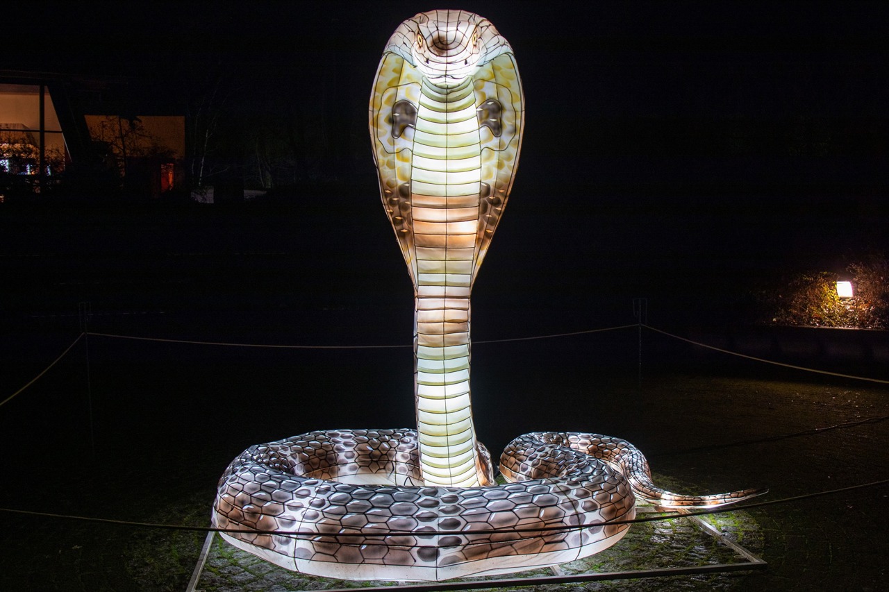 Gleich mehrere Kobras haben sich bei den Zoolights in Rostock versteckt