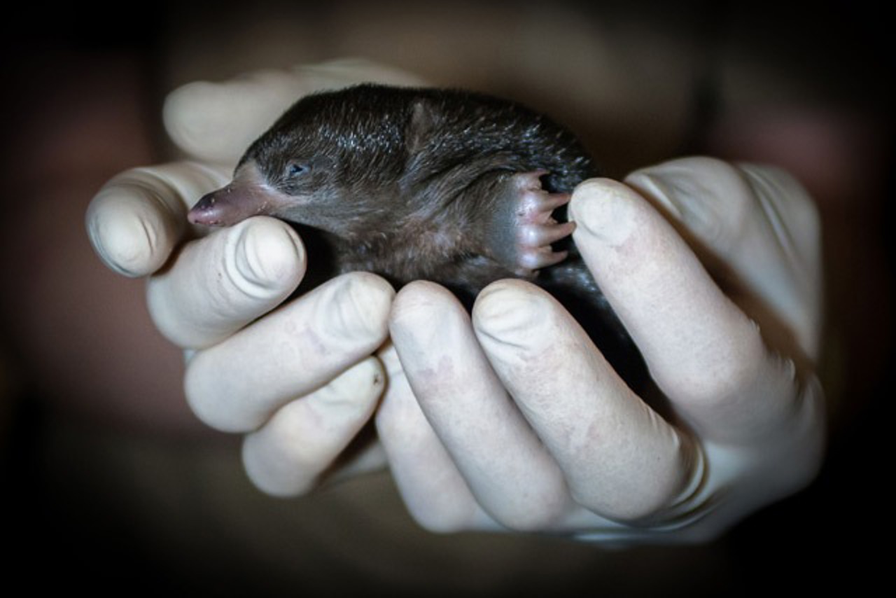 Neuguinea-Kurzschnabeligel-Nachwuchs im Zoo Rostock: Am 4. April wurden die ersten Fotos von dem kleinen stachligen Wunder aus der Koje 8 gemacht. Foto: Axel Dobbertin