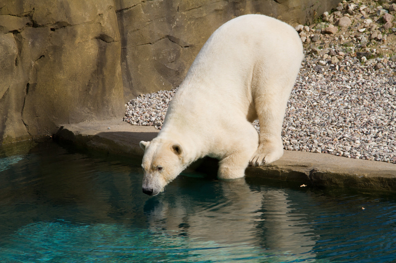 Eisbär Akiak erkundet sein neues Revier im Polarium.