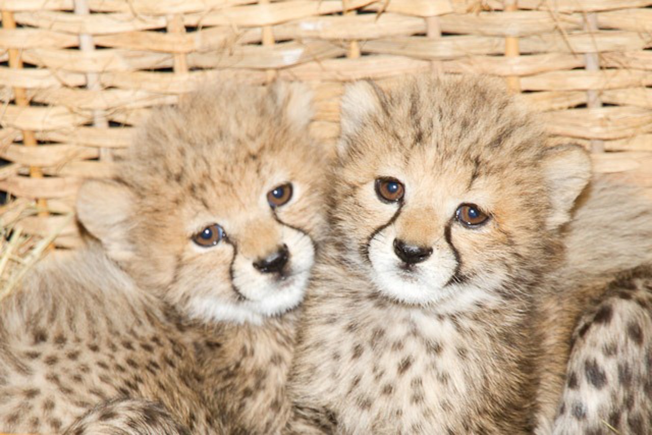 Geparden-Nachwuchs im Rostocker Zoo