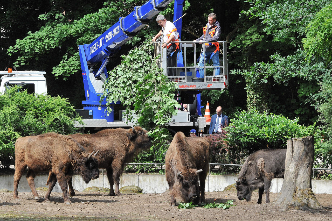 Fütterung im Wisentgehege des Rostocker Zoos: Das frische Grün von Innenminister Lorenz Caffier kam bei den Wisenten gut an. (Foto: Joachim Kloock)
