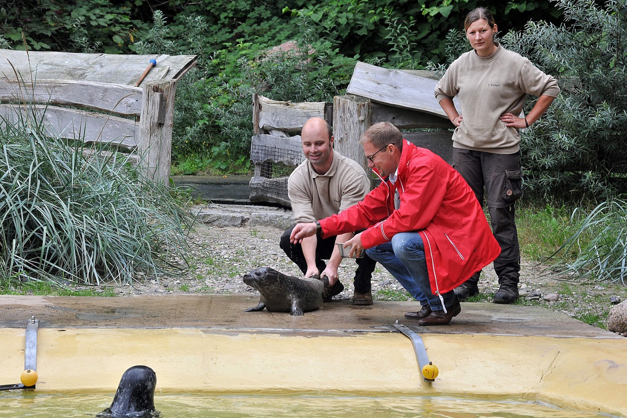 OSPA-Vorstandsmitglied Karsten Pannwitt taufte heute die kleine Seehündin auf den Namen Ylvi - hier mit den aufmerksamen Tierpflegern Tina Kwapil und Lars Purbst (Foto: Joachim Kloock)