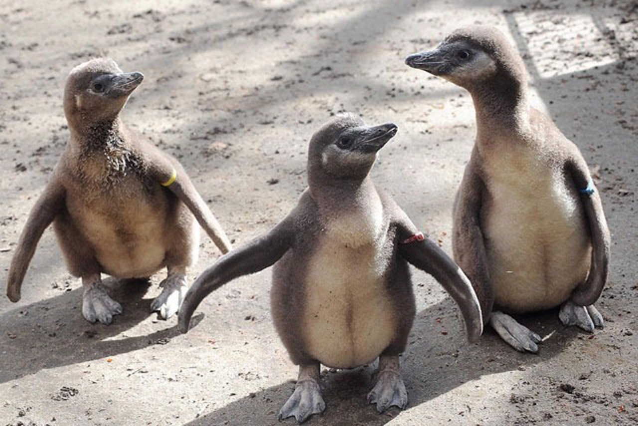 Die kleinen Humboldtpinguine des Rostocker Zoos sind rechtzeitig zu Ostern aus ihren Eiern geschlüpft (Foto: Joachim Kloock)