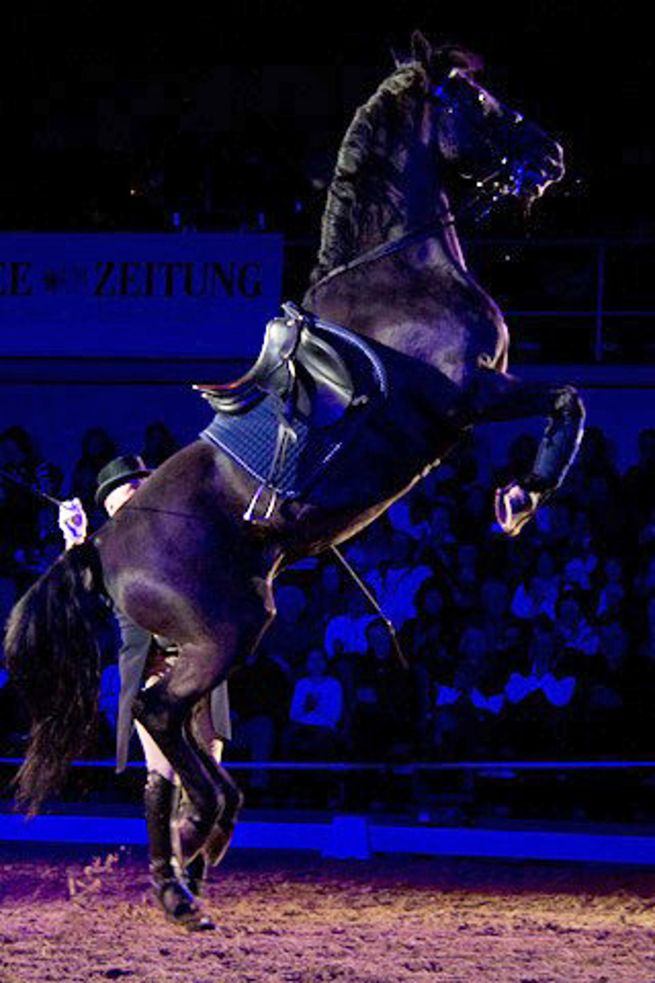 Alojz Lah lässt den schwarzen Lipizzaner S. Perla steigen