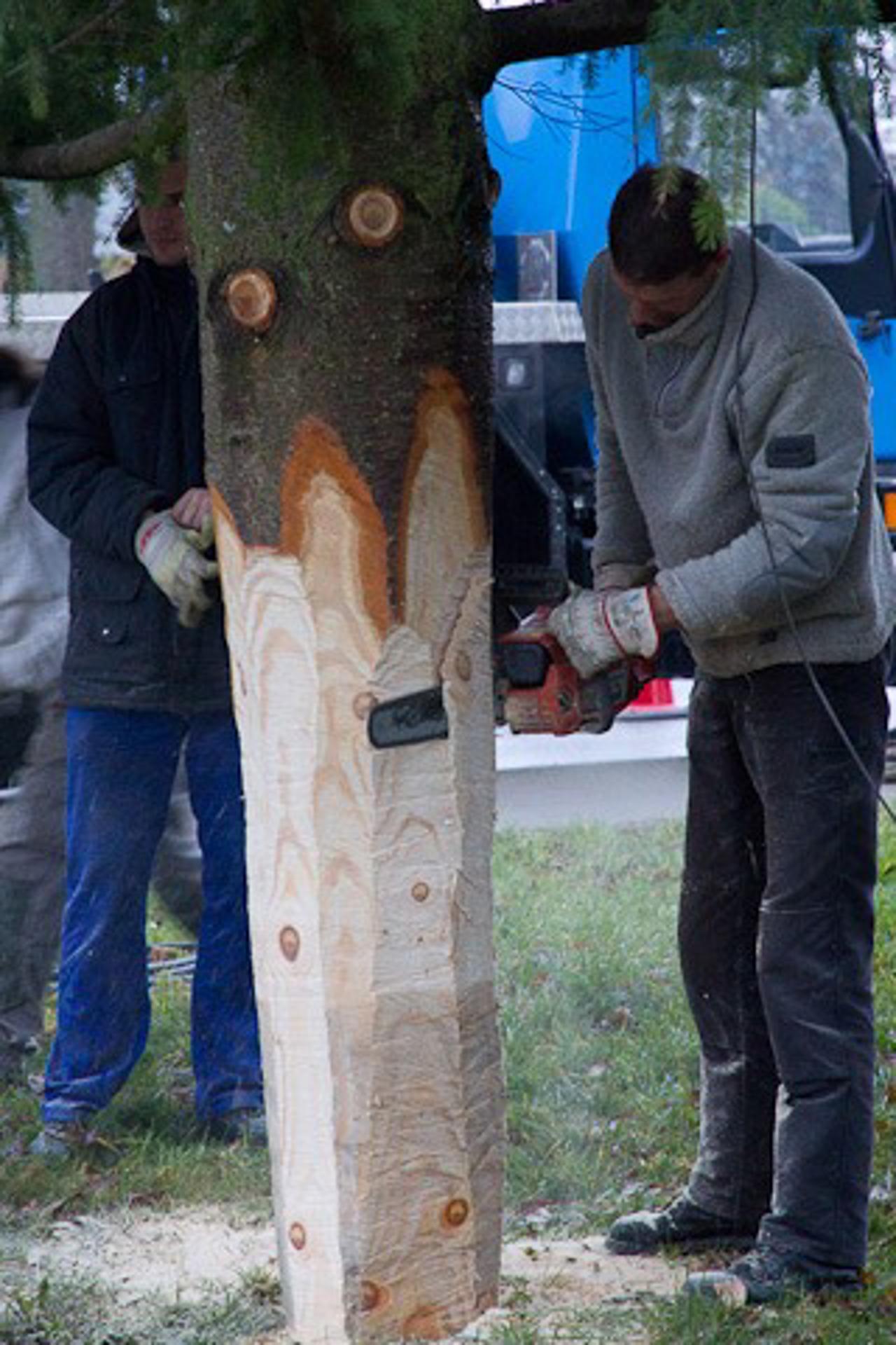Weihnachtsbäume für den Rostocker Weihnachtsmarkt