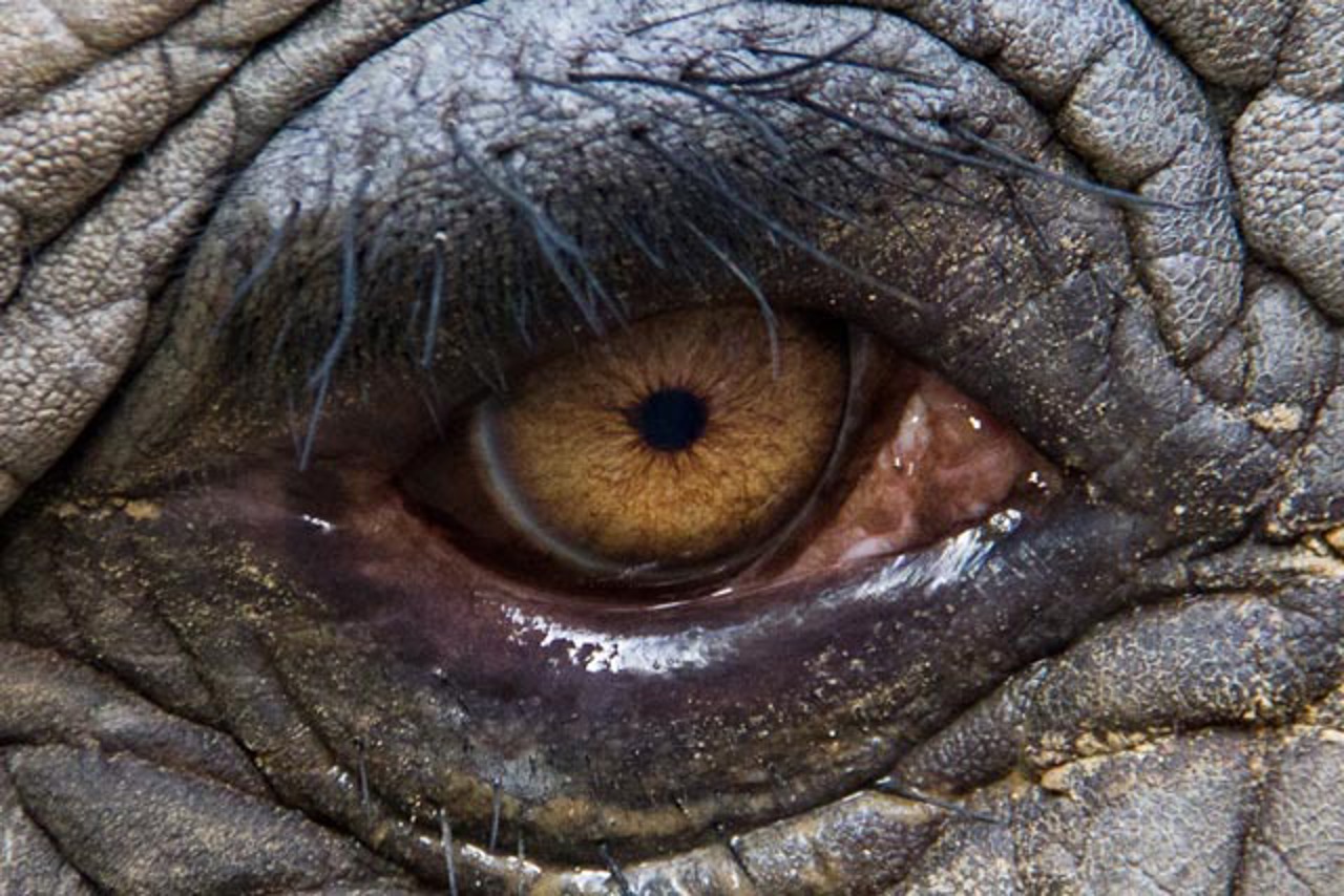 Saras Auge