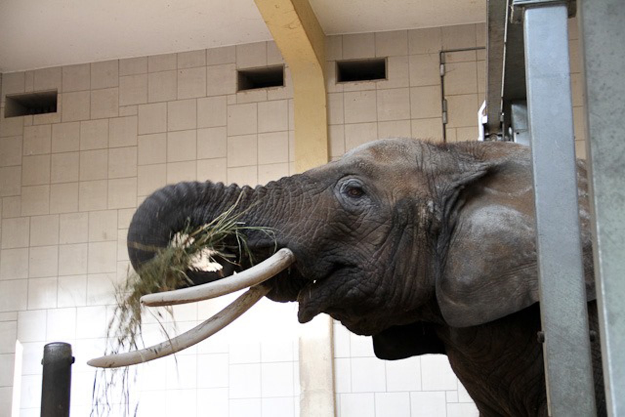Sara war der älteste afrikanische Elefant in einem europäischen Zoo.