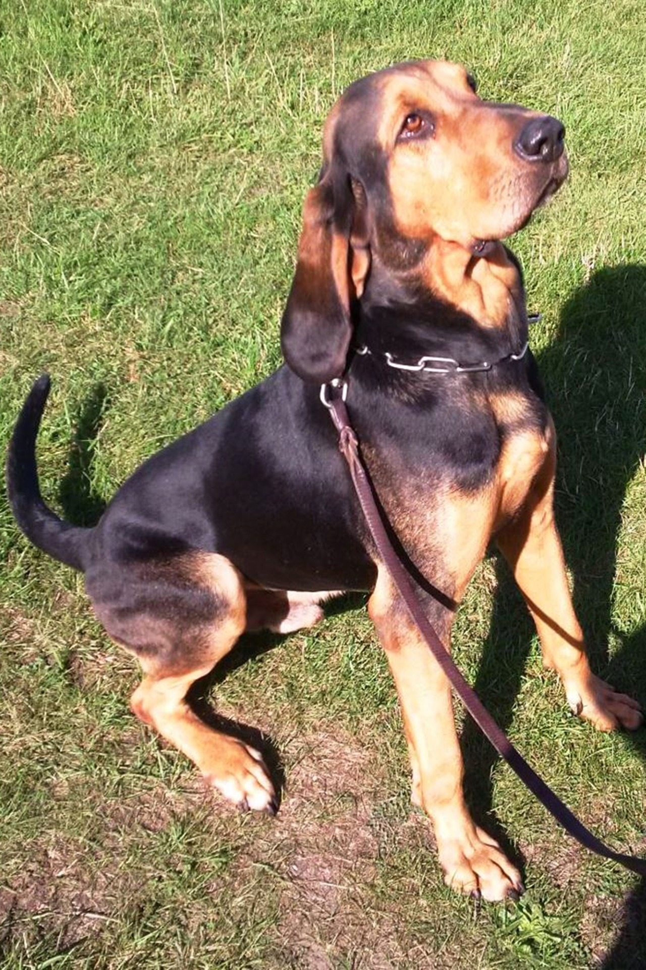 Polizeihund „Helge“ spürt vermissten 88-Jährigen auf