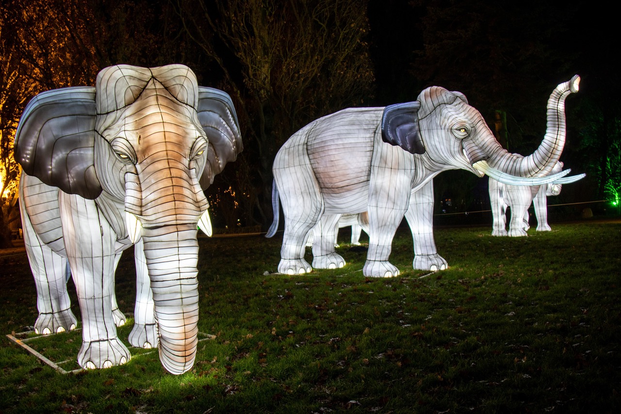 Zoolights in Rostock: Die Elefanten sind zurück im Zoo - allerdings ‚nur‘ aus Draht und Ballonseide