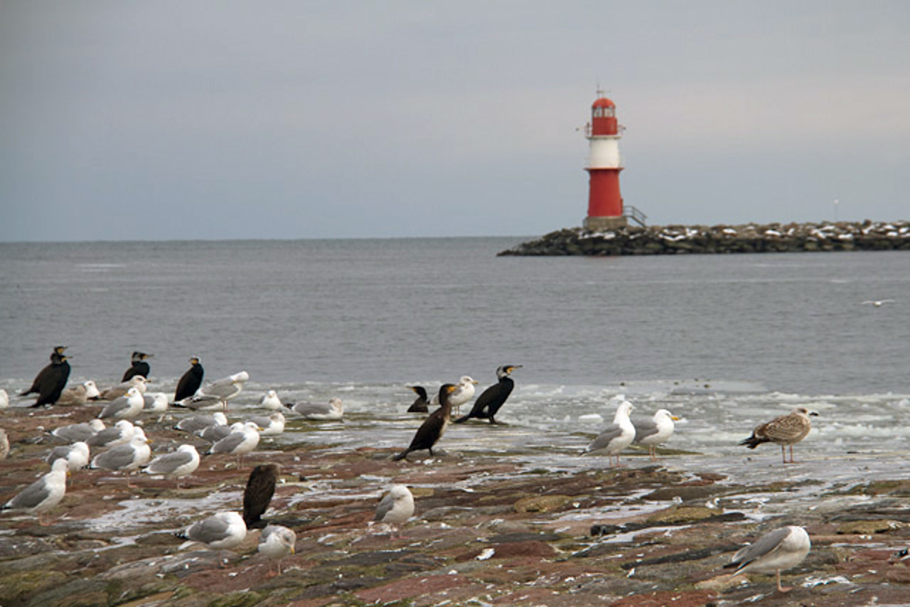 Kormorane und Möwen auf der Warnemünder Mittelmole