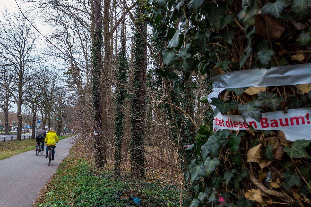 Rettet diesen Baum! - Müssen 120 Bäume für „nachhaltiges Fahrradfahren“ weichen?