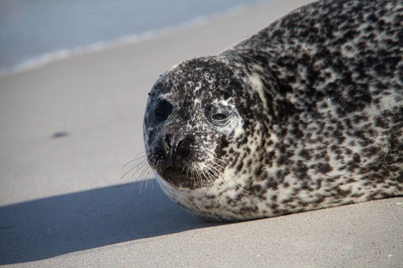 Wilde Robbe am Strand