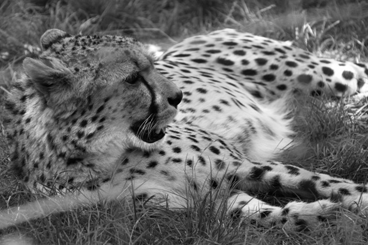 Gepard