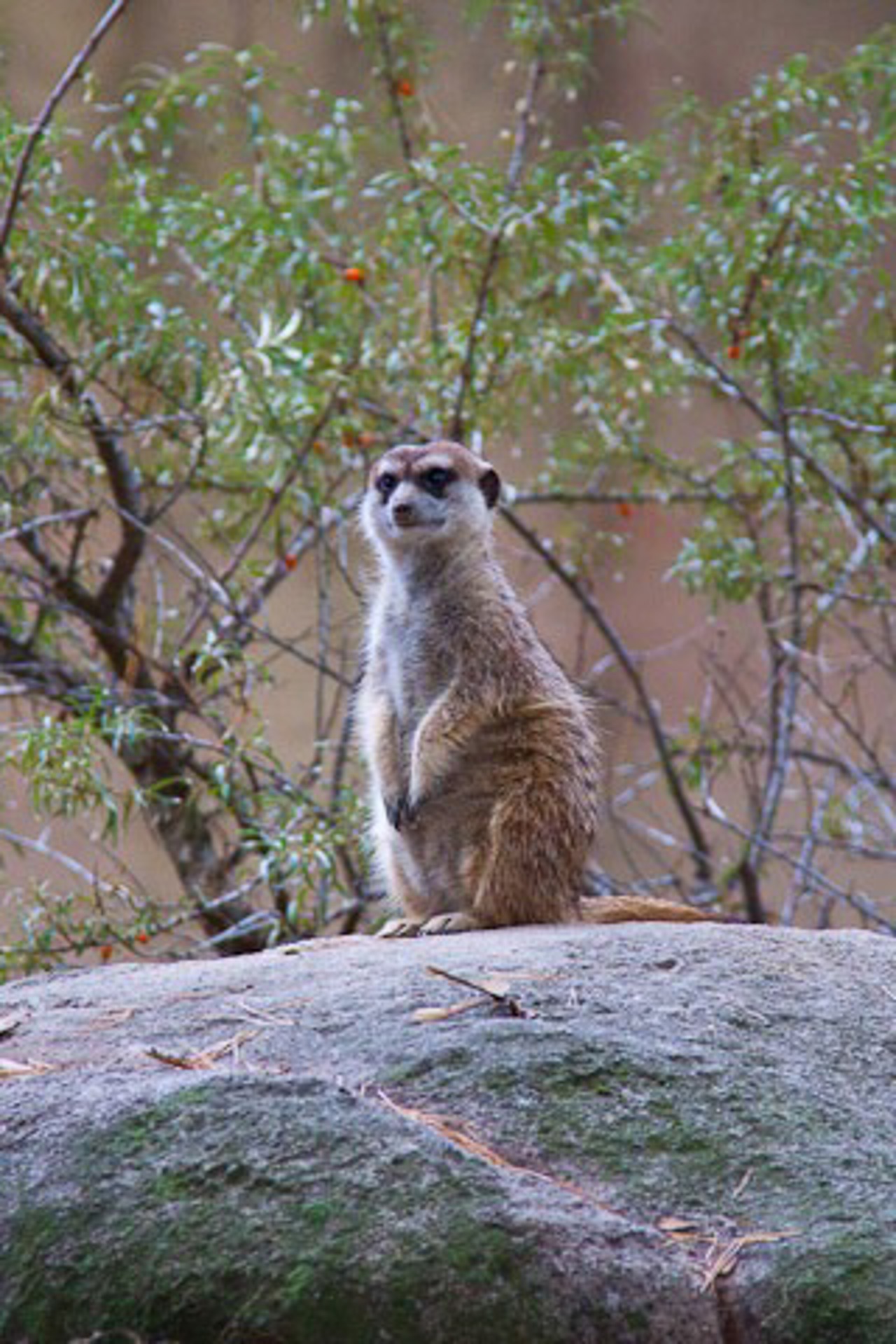 Der Wächter der Erdmännchen im Rostocker Zoo