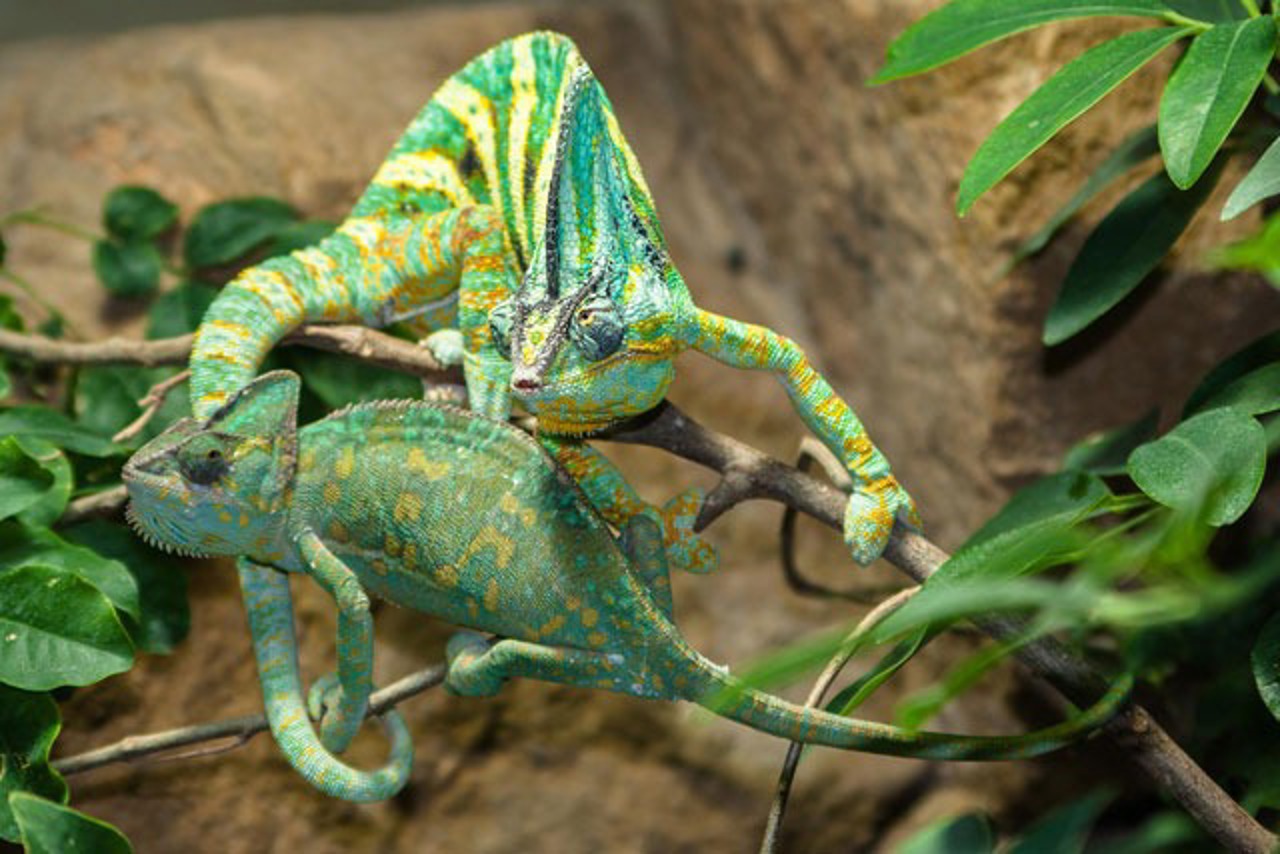 Foto Zoo Rostock/Dobbertin: Die beiden Neurostocker Jemenchamäleons leben in Nachbarschaft mit den Zwergseidenäffchen. Man muss genau hinschauen, um die Leguane in ihrem Terrarium zu entdecken.