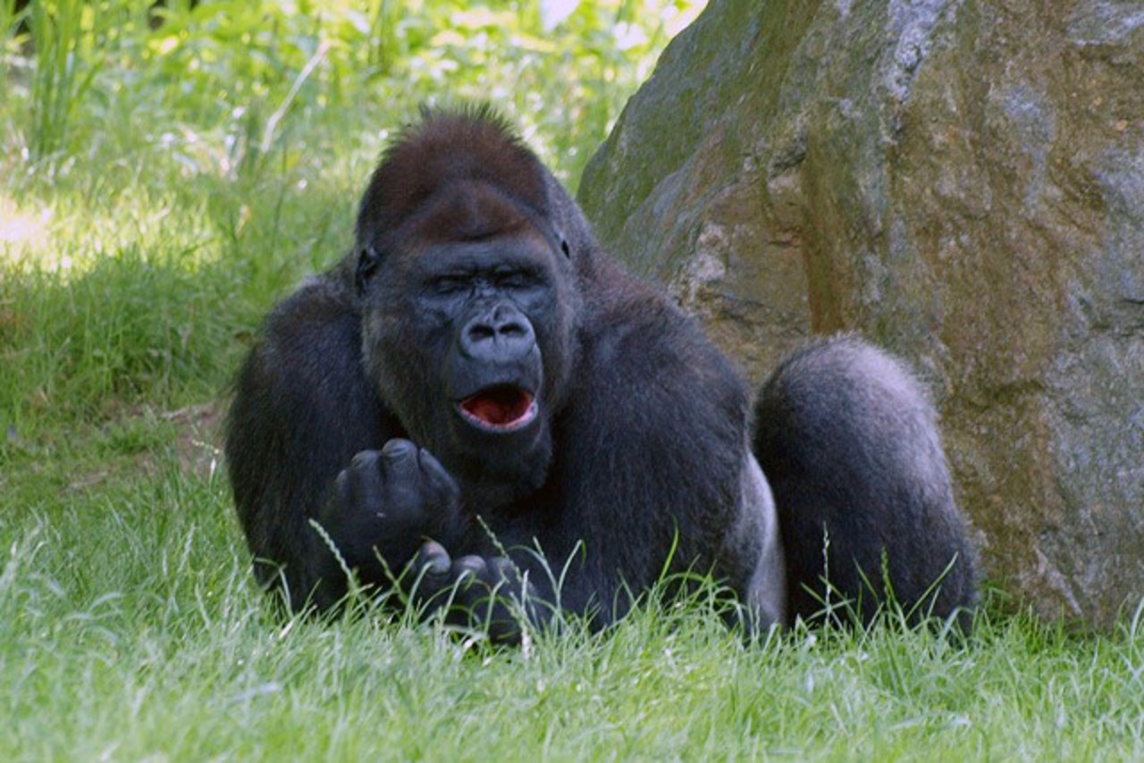 Gorgo im Leipziger Zoo