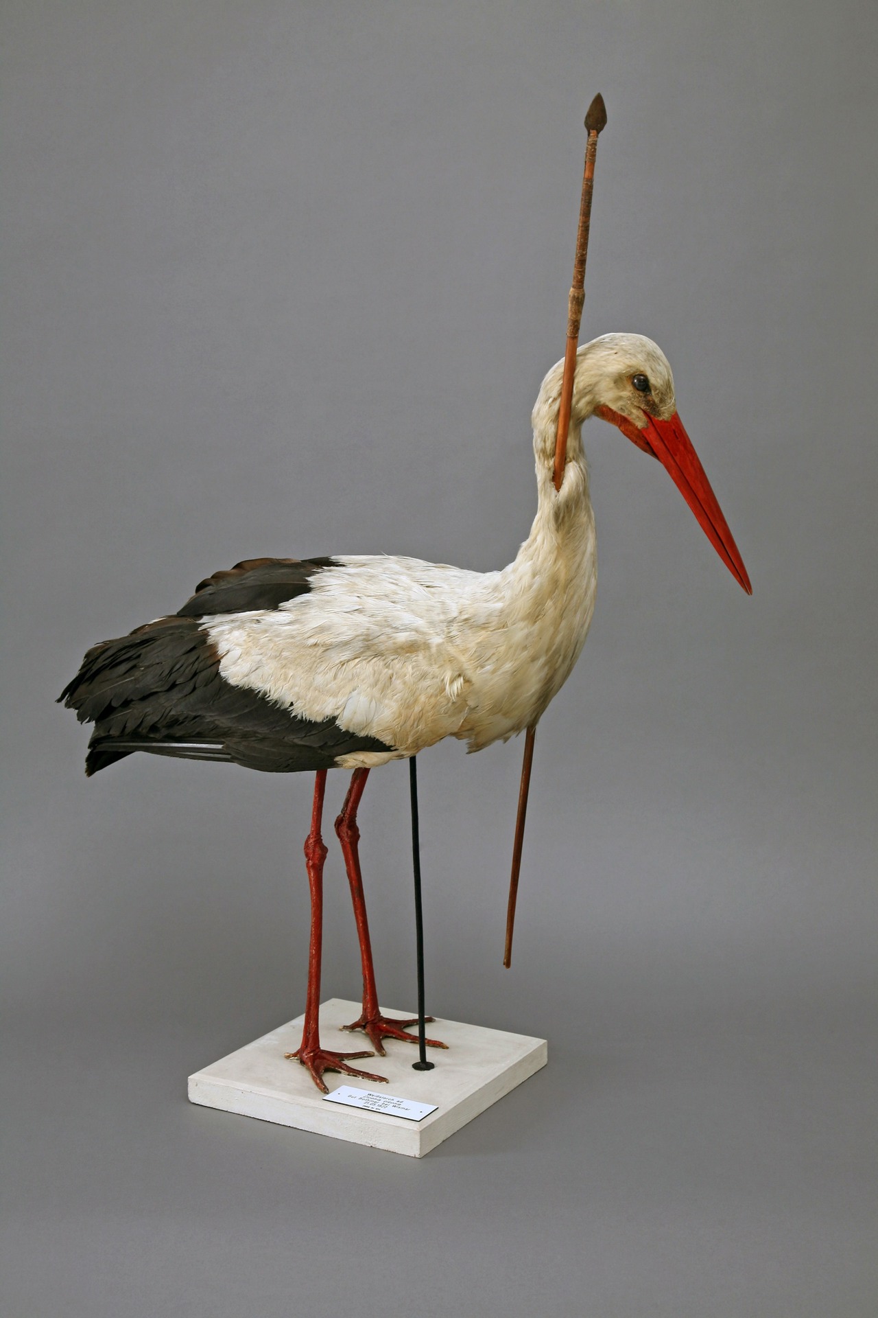 Pfeilstorch der Zoologischen Sammlung der Universität Rostock
