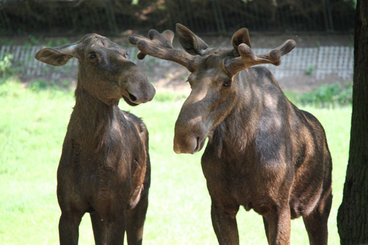 Elche im Zoo Rostock