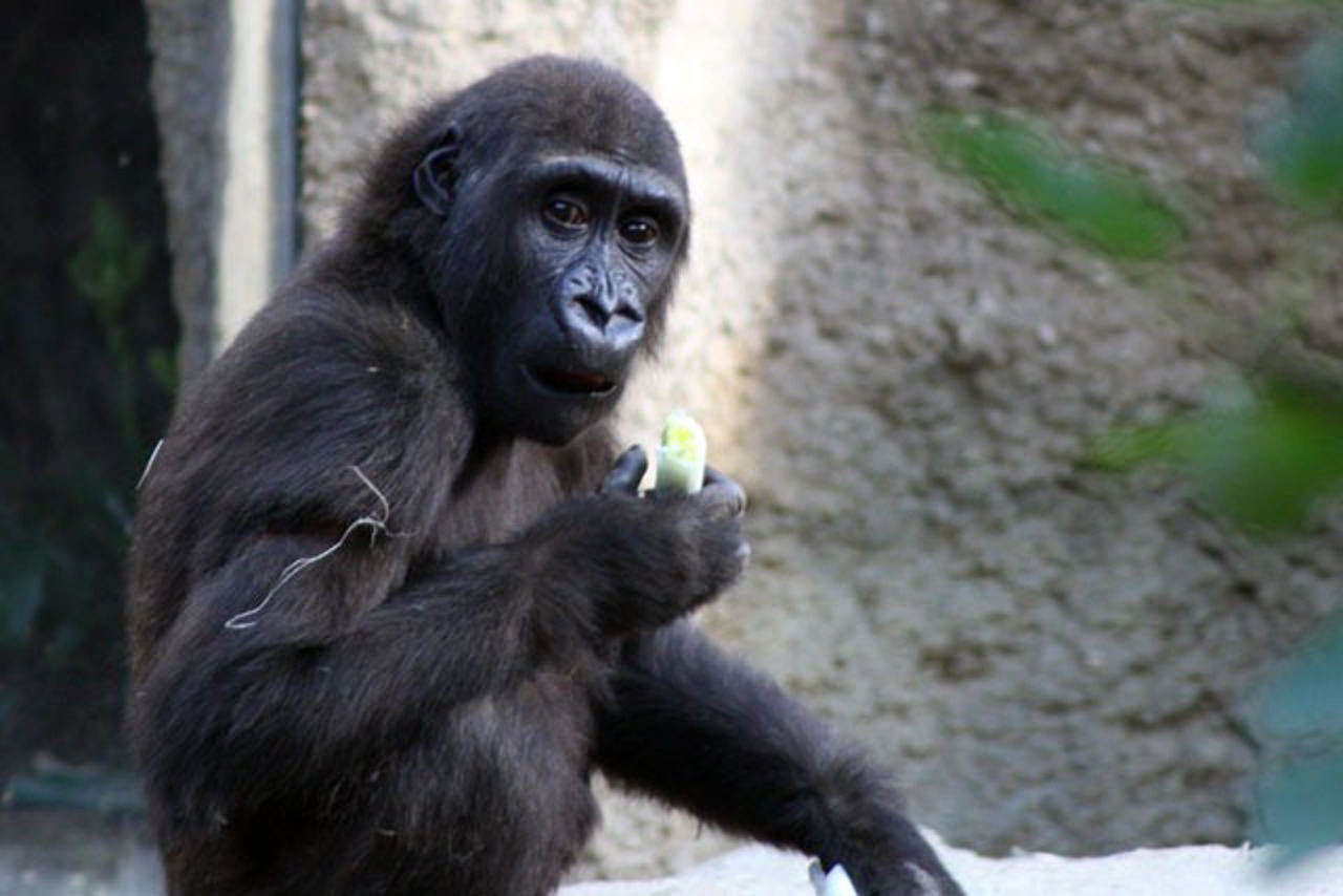 Die Neue im Zoo heißt Zola und ist vier Jahre alt.