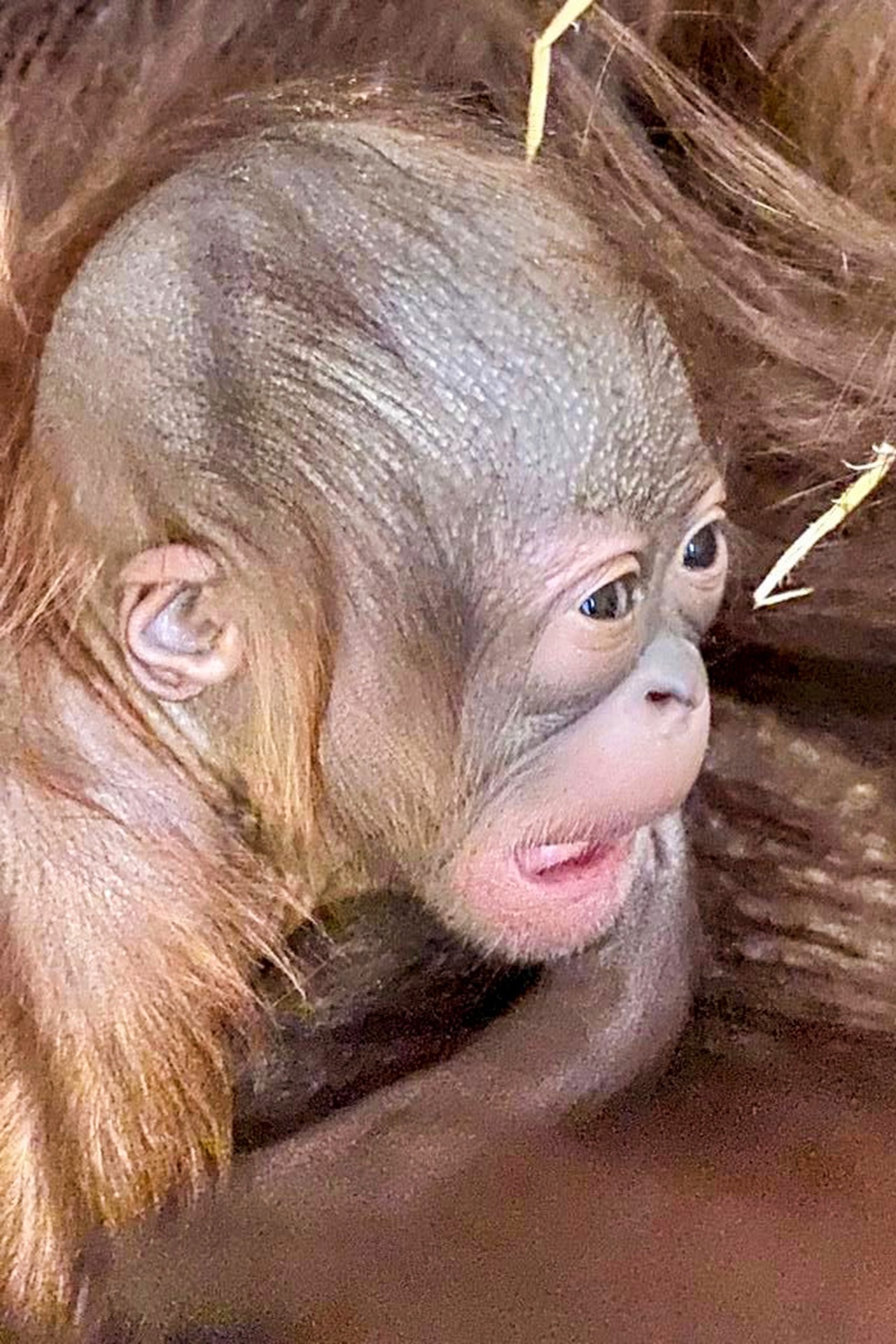 Sechste Orang-Utan-Geburt im Darwineum: Foto Nr. 1 – vom ersten Tag an neugierig – der Nachwuchs von Hsiao-Ning. (Foto: Kerstin Genilke)