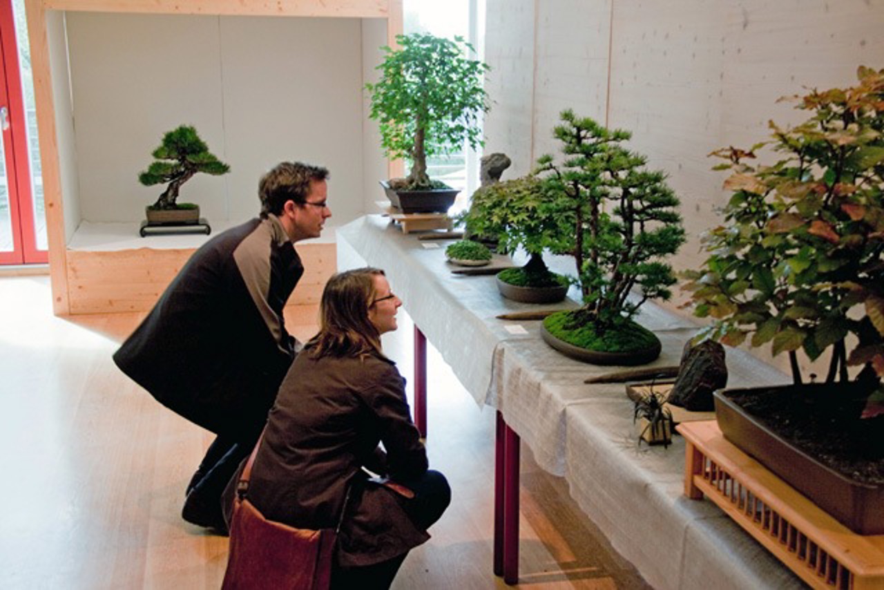 Bonsai-Ausstellung in Rostock