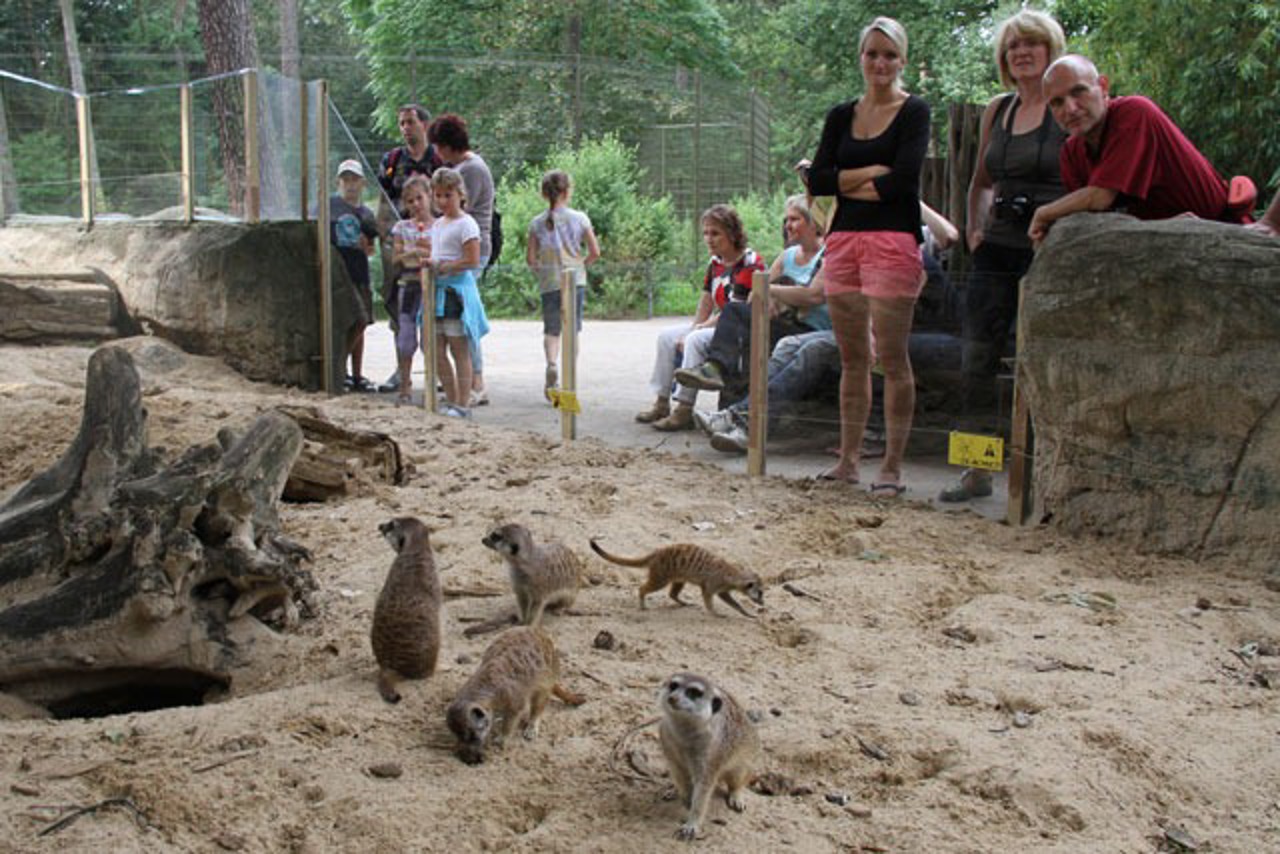 Erdmännchen im Zoo Rostock