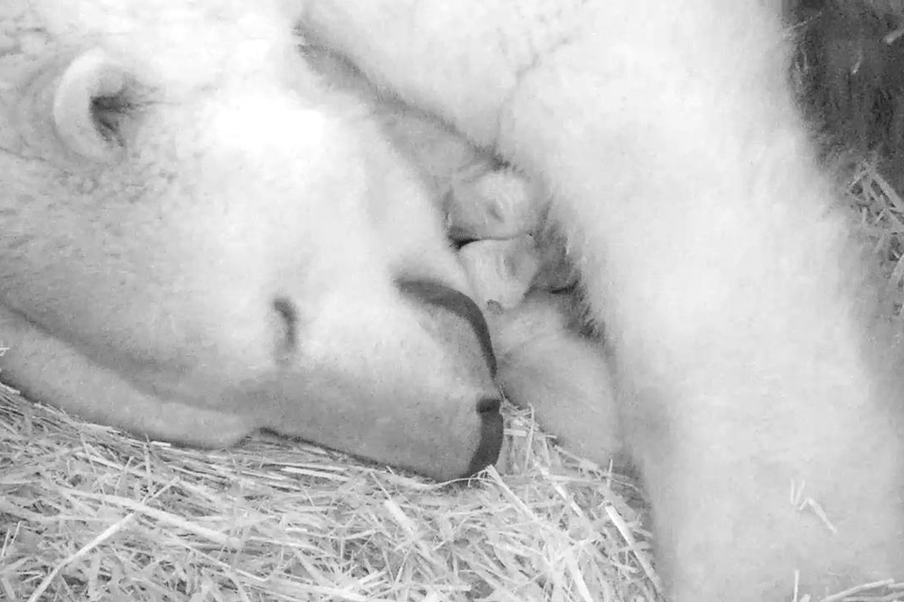 Die Eisbären Sizzel und Akiak sind im Rostocker Zoo Eltern von Zwillingen geworden
