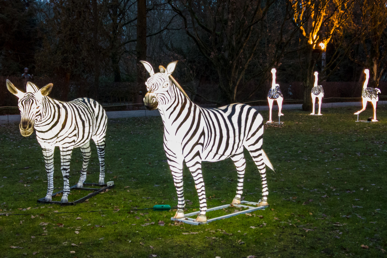 Zoolights Rostock: Zebras
