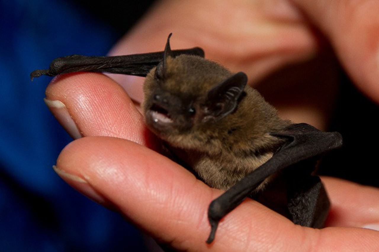 Zwergfledermaus