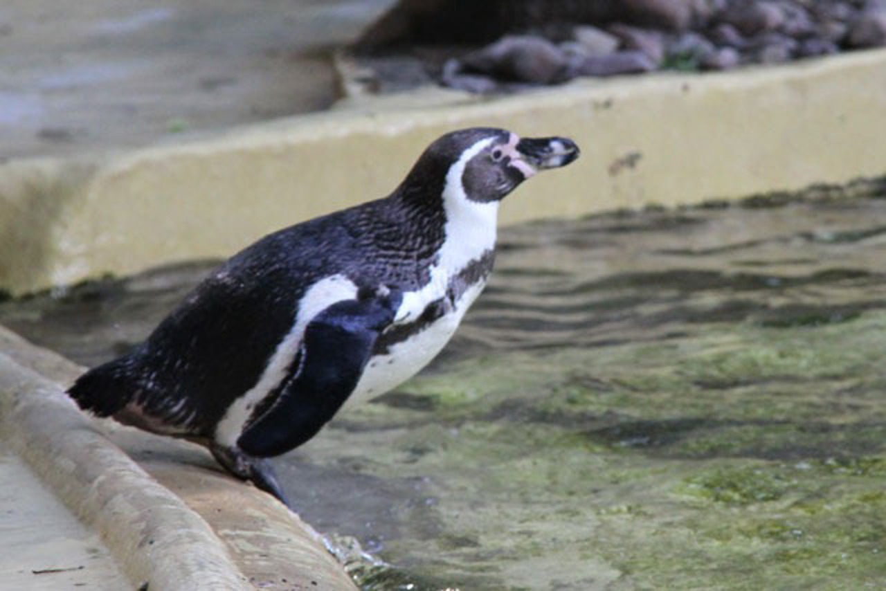 Pinguin im Zoo Rostock