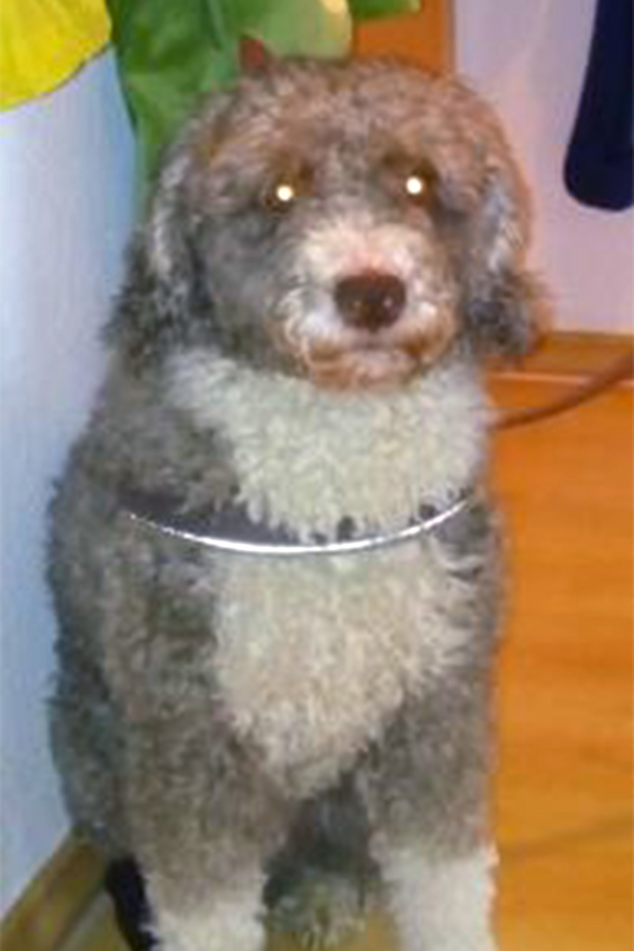 Mein Hund ist ein Schaf - Tierhalter will Hundesteuer sparen (Foto: Polizeiinspektion Rostock)