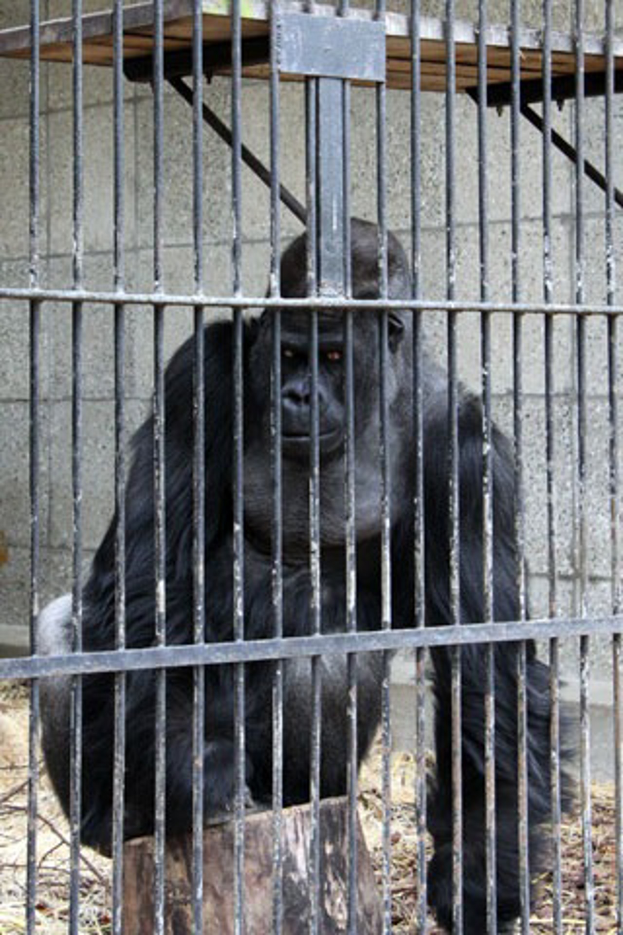 Rostocker Gorilla „Assumbo“