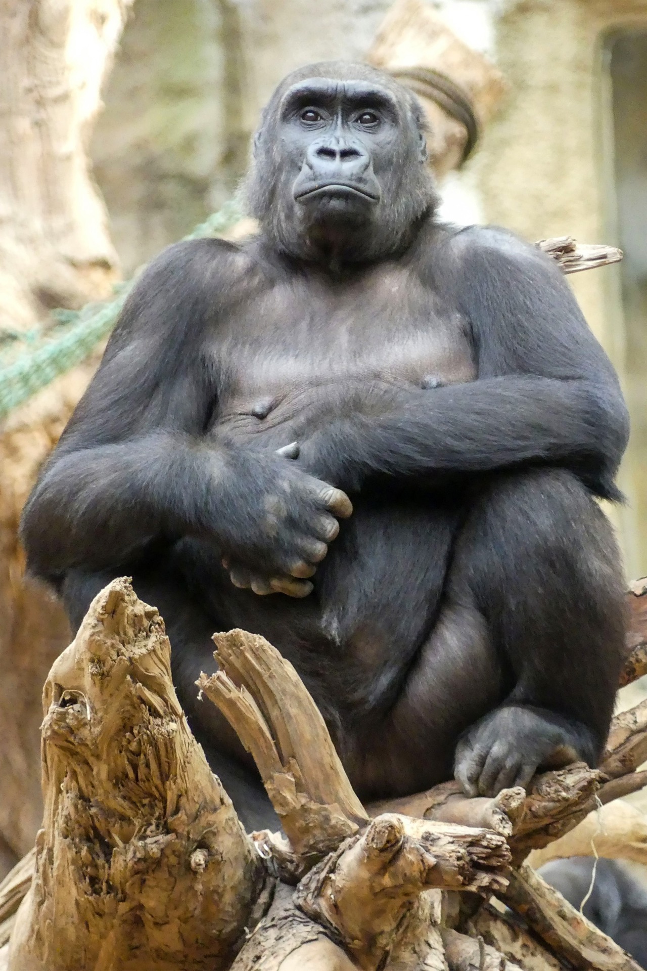 Gorilladame Zola ist trächtig (Foto: Zoo Rostock/Kerstin Genilke)