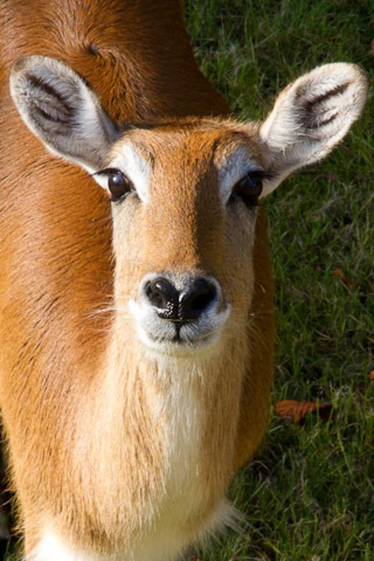 Litschi -Moorantilope im Zoo Rostock