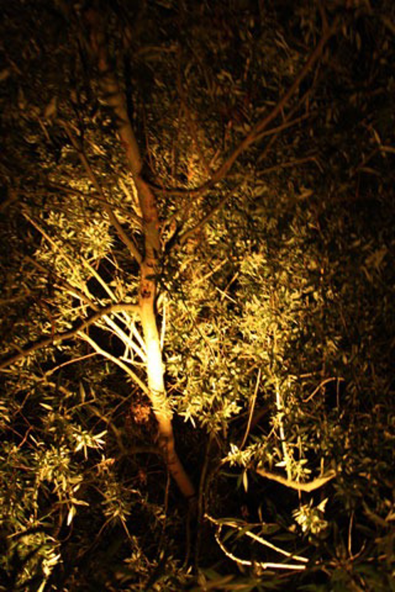 Goldener Baum