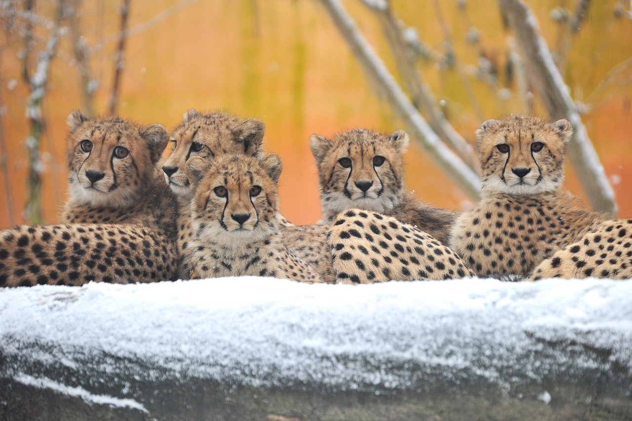 Die fünf Geparden-Jungtiere im Zoo Rostock haben inzwischen auch ihren ersten Schnee erlebt (Foto: Joachim Kloock)