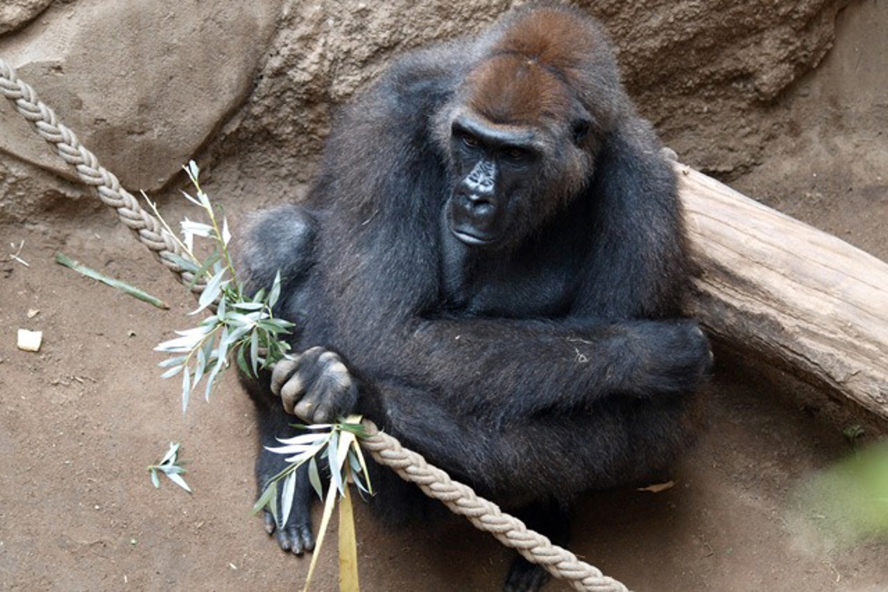Bebe im Leipziger Zoo