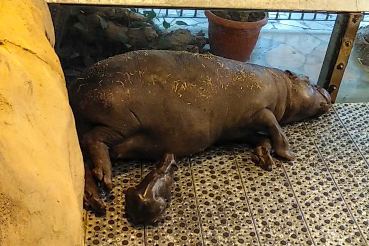 Erstmals Zwergflusspferd-Nachwuchs im Zoo Rostock (Foto: Zoo Rostock/Maik Schinköth)