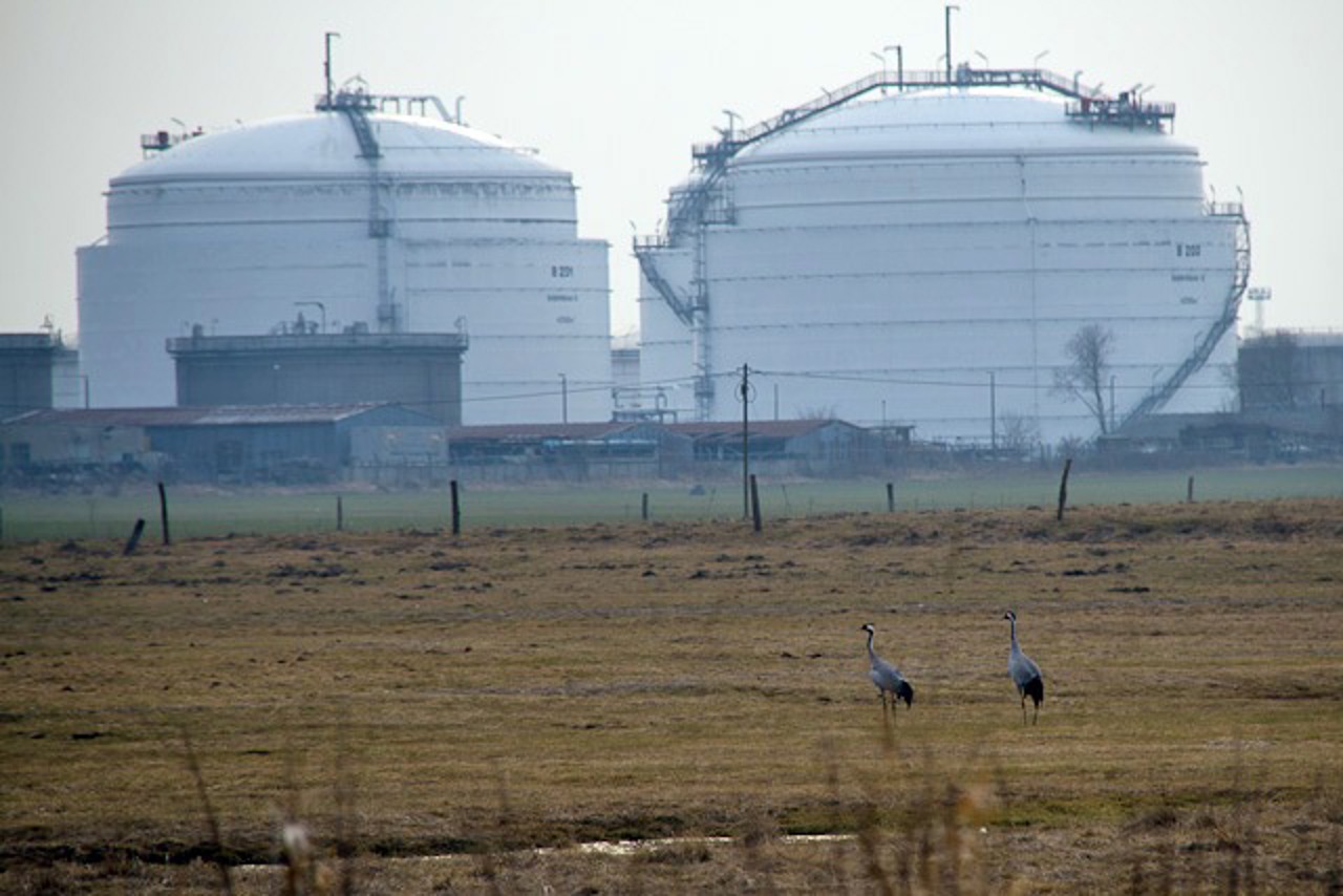 Kraniche, Seehafen Rostock