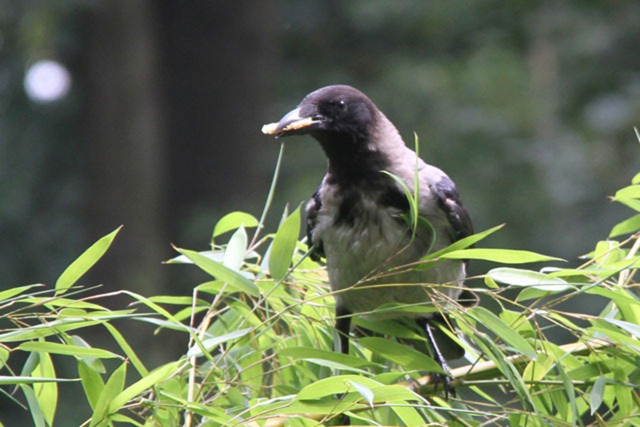 Diese Nebelkrähe gehört zu den Tagesbesuchern im Zoo