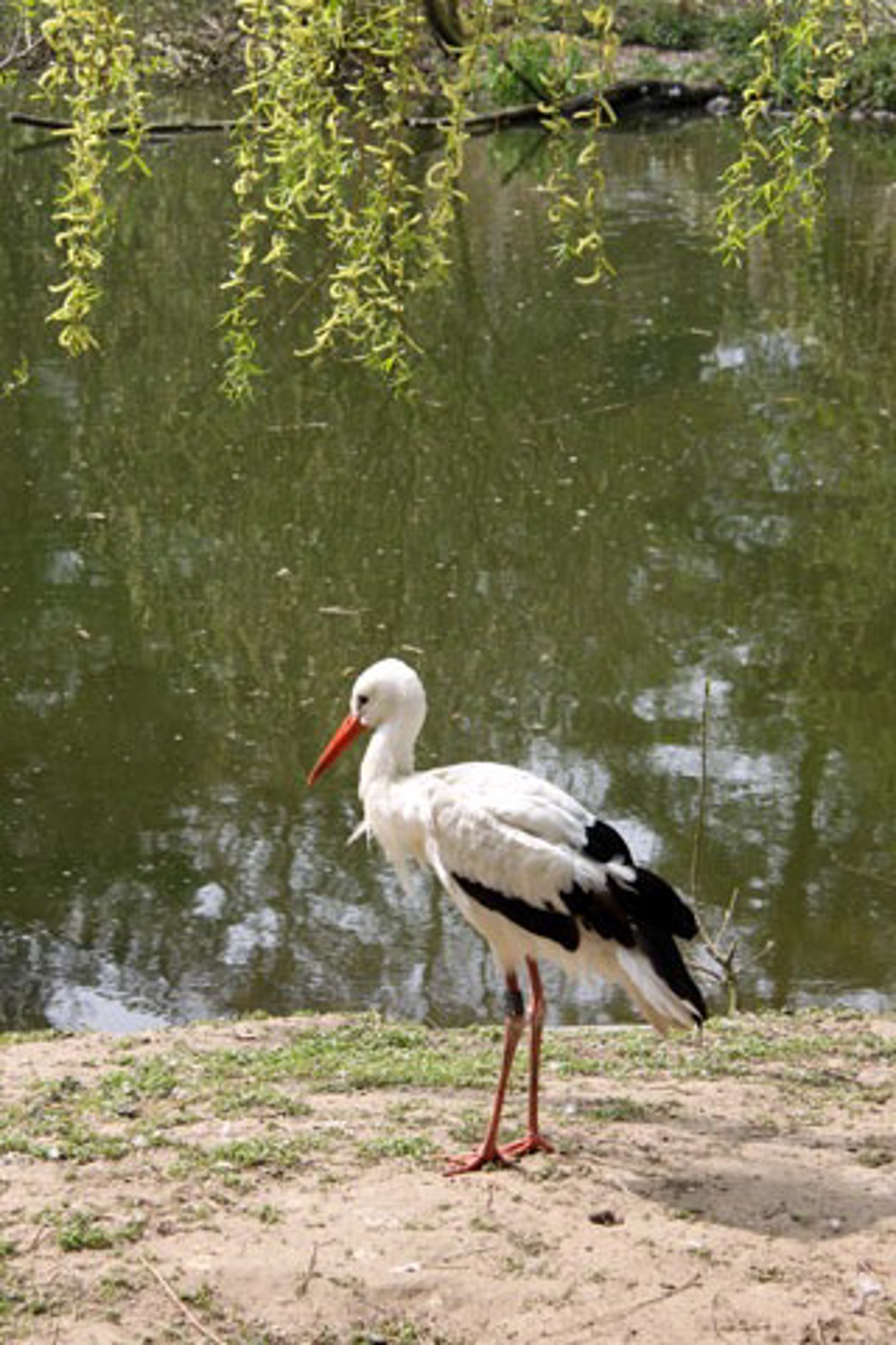 Klapperstorch im Zoo Rostock