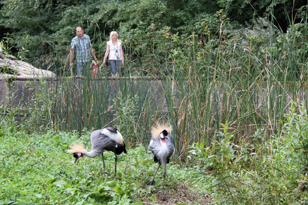 Kronenkraniche im Zoo Rostock